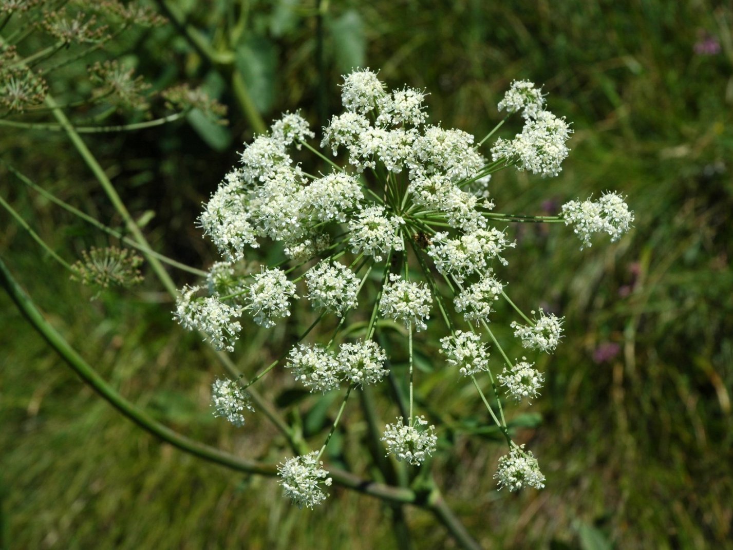 Laserpitium latifolium